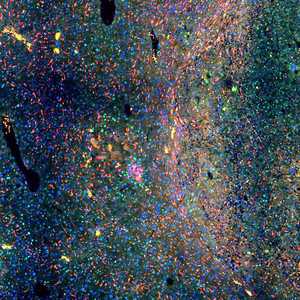 MAX_AM351_LC_DEN_PEPA_dual_bcat_f480_mosaicZ_crop